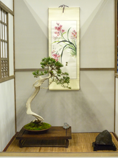 bonsai